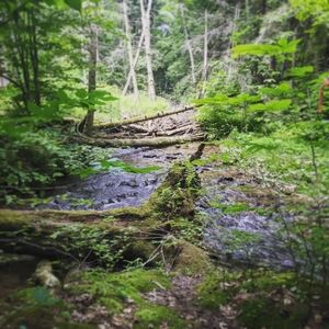 Meet your Posher, Chuck and D